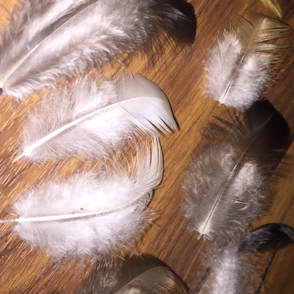 Tiny feathers